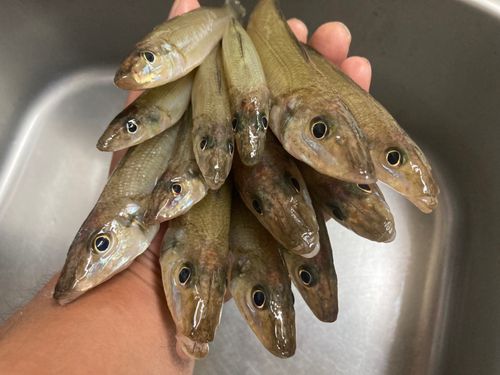 シロギスの釣果