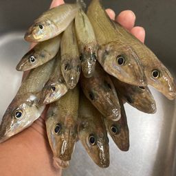 シロギス
