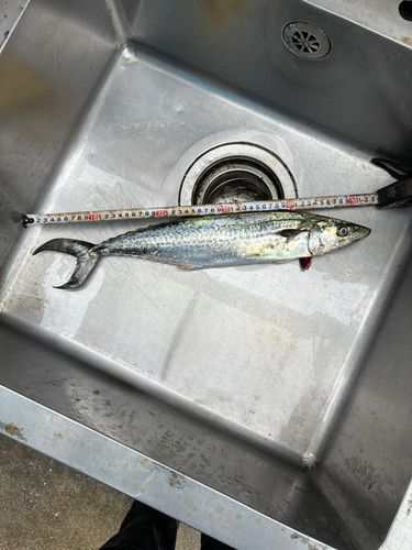 サゴシの釣果