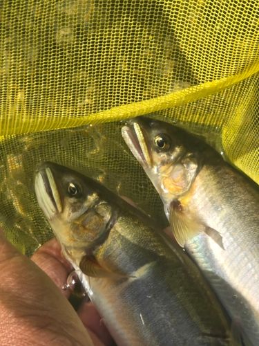 アユの釣果