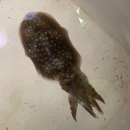 アオリイカ