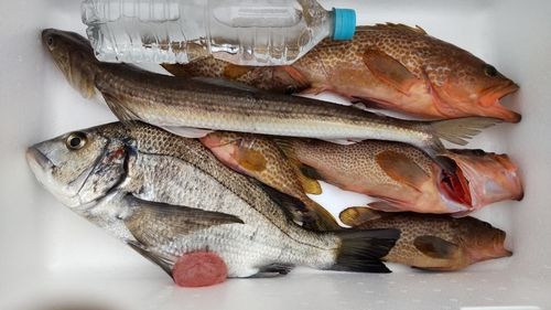 クロダイの釣果