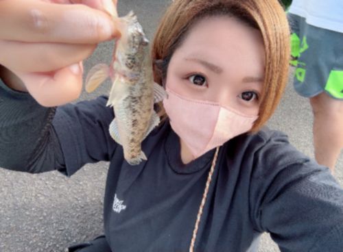 マハゼの釣果