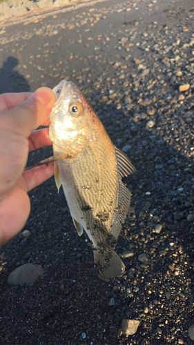 マアジの釣果