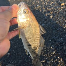 マアジ