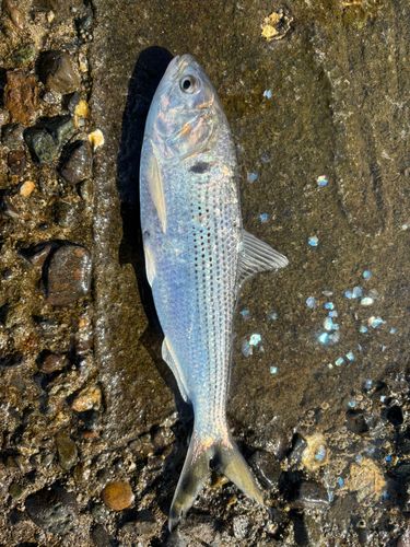コノシロの釣果