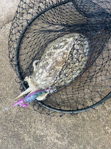 コウイカの釣果