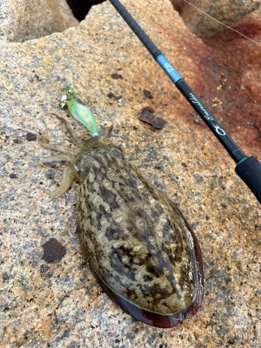 カミナリイカの釣果