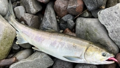 アキアジの釣果