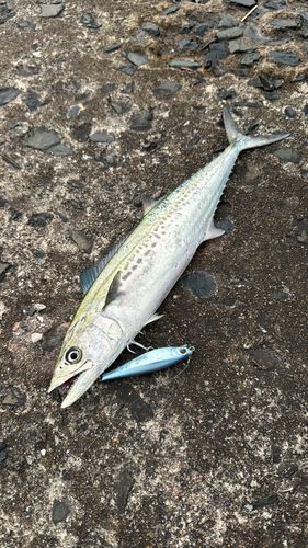 サゴシの釣果