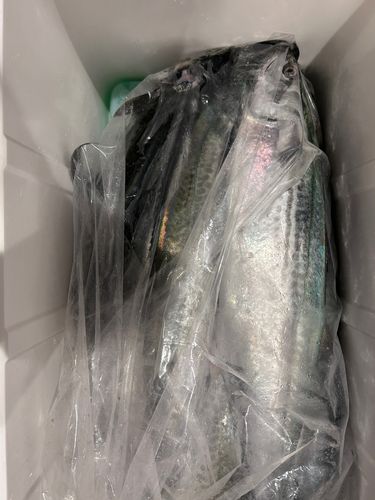 サゴシの釣果
