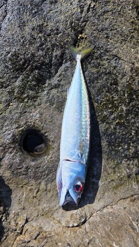 オオモンハタの釣果