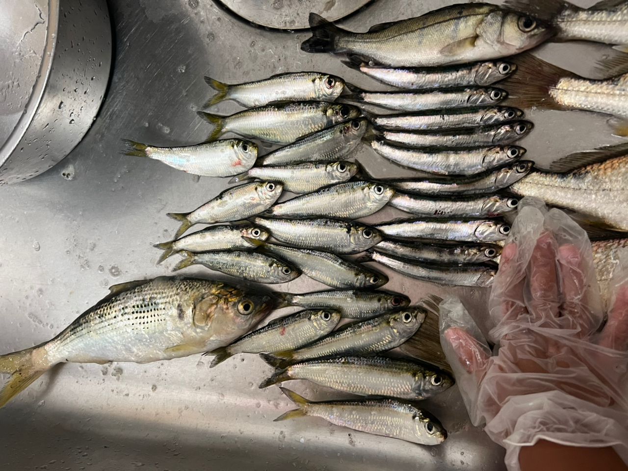 カタクチイワシ