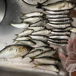 カタクチイワシ