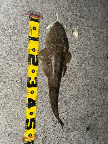マゴチの釣果