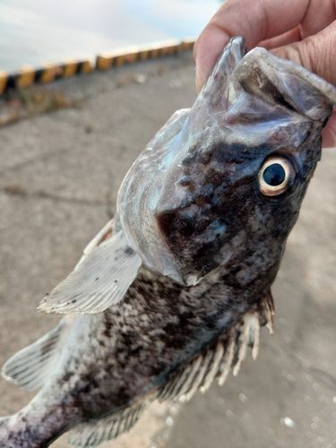 クロソイの釣果