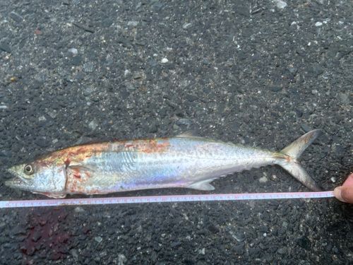 サゴシの釣果