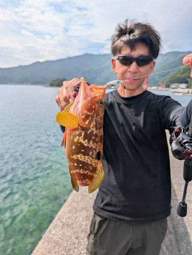 キジハタの釣果