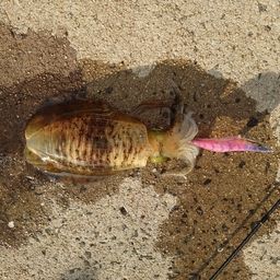 アオリイカ