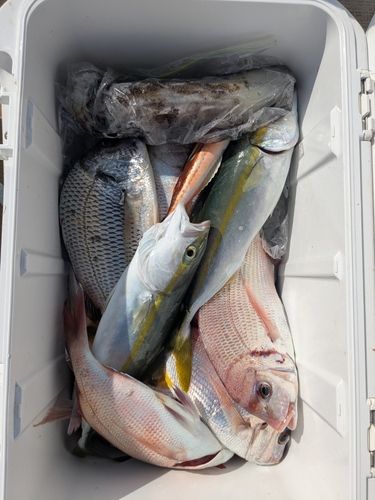 マダイの釣果
