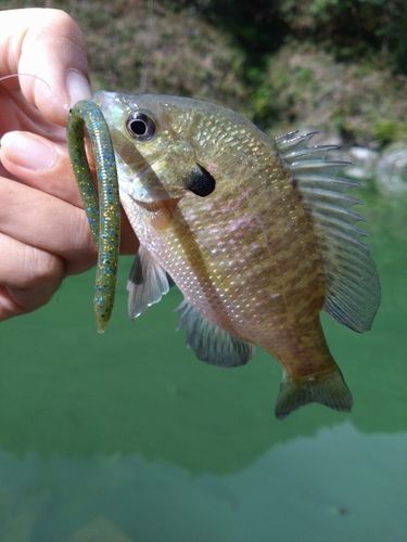 ブルーギルの釣果