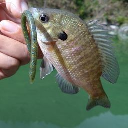 ブルーギル