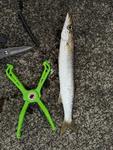 カマスの釣果
