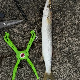 カマス