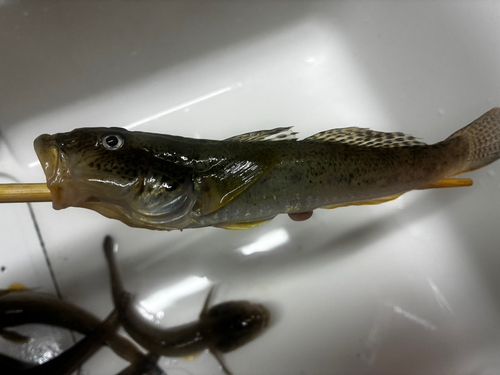 ハゼの釣果