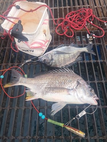 チヌの釣果