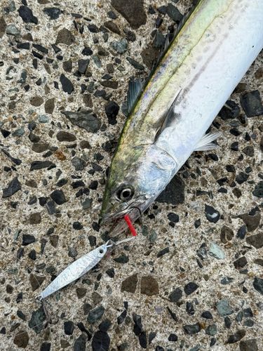 サゴシの釣果