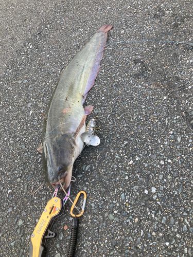 ナマズの釣果