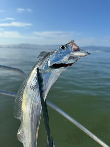 タチウオの釣果
