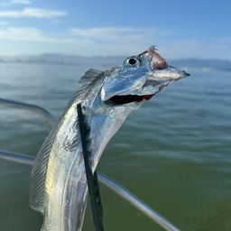 タチウオ