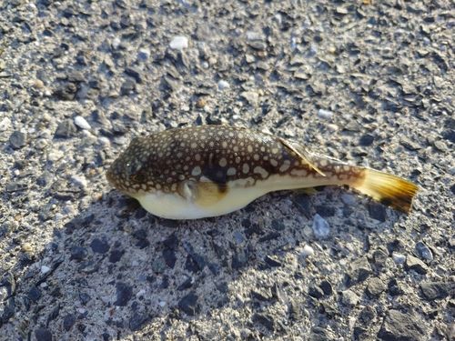 フグの釣果