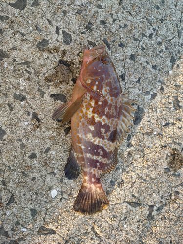 キジハタの釣果