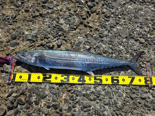 サワラの釣果