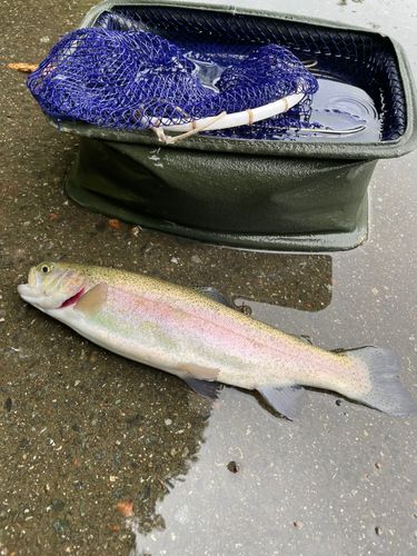 ニジマスの釣果