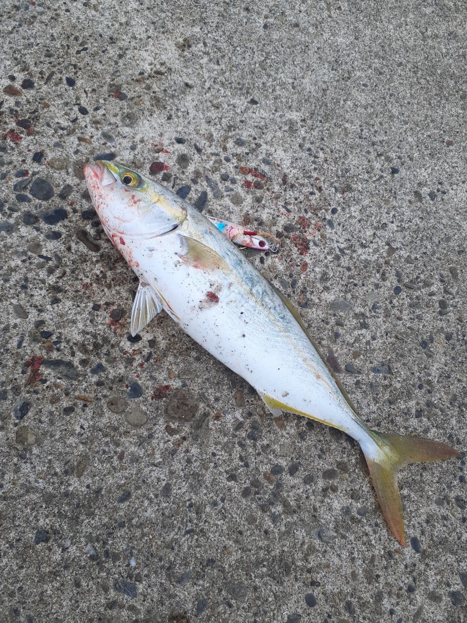 APIA グランデージ スタンダード 90MLの最安値・インプレ・釣果 | 本音