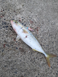 ワカシの釣果