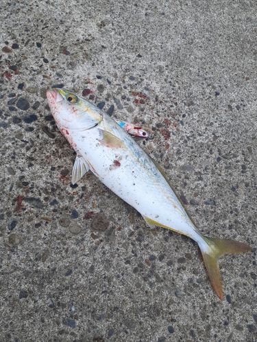 ワカシの釣果