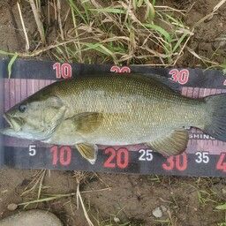 スモールマウスバス