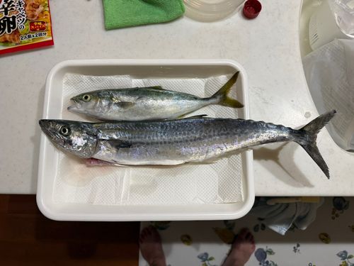 鞠山海遊パーク