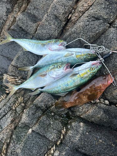 ヤズの釣果