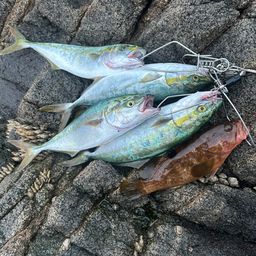 ヤズ