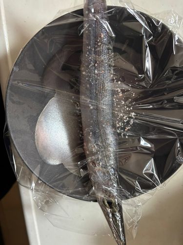 カマスの釣果