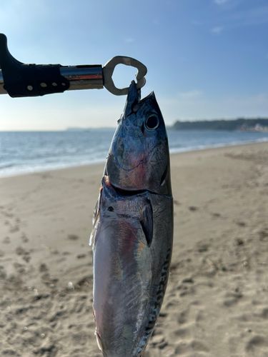 ソウダガツオの釣果