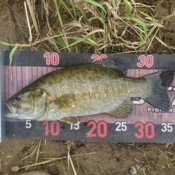 スモールマウスバス