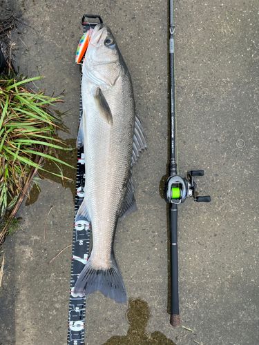 シーバスの釣果