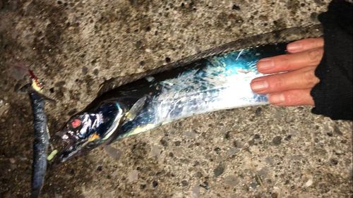 タチウオの釣果